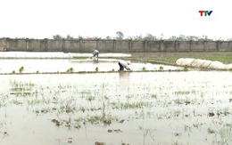 Thanh Hóa gieo cấy được gần 40% diện tích lúa Xuân