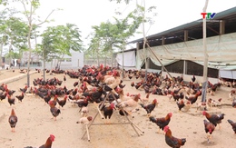 Chứng nhận VietGAP cho sản phẩm gà thịt Xuân Hồng