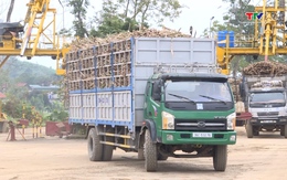 Tăng cường kiểm soát tải trọng phương tiện xe chở mía