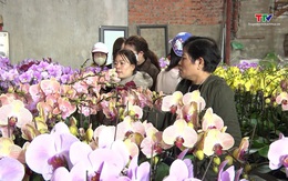 Thị trường hoa, cây cảnh Tết: đa dạng chủng loại, giá cơ bản ổn định