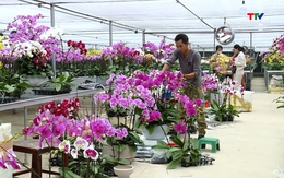 Thu nhập cao từ trồng hoa lan hồ điệp