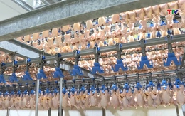 Tăng cường kiểm soát vận chuyển, giết mổ gia súc, gia cầm dịp Tết