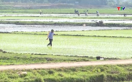 Thanh Hóa cơ bản hoàn thành gieo cấy diện tích lúa Xuân 