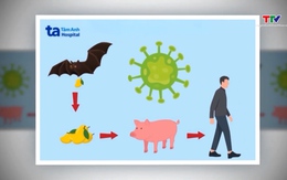 Ban hành hướng dẫn chẩn đoán, điều trị bệnh do virus Nipah