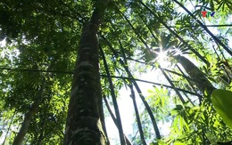 Thanh Hóa có độ che phủ rừng 54,09%