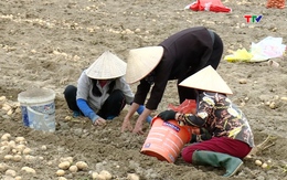 Mô hình liên kết sản xuất khoai tây vụ đông cho hiệu quả kinh tế cao