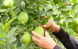 Hiệu quả mô hình trồng cây chanh vàng Mỹ