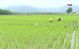 Tập trung chăm sóc, bảo vệ lúa chiêm xuân