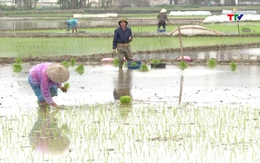 Thanh Hóa quy hoạch hơn 24.000 ha trồng lúa năng suất, chất lượng cao