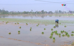 Triển khai các giải pháp đảm bảo nước cho sản xuất vụ chiêm xuân 2026