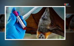 WHO: nguy cơ virus Nipah xâm nhập Việt Nam là thấp