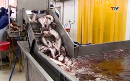 Xuất khẩu thủy sản khởi sắc tháng đầu năm 