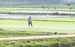 Thanh Hóa gieo cấy được khoảng 90% diện tích lúa Xuân 