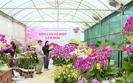 Nông sản công nghệ cao Lam Sơn vào Tết