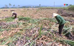 Thu hoạch hơn 70% diện tích mía nguyên liệu 