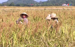 Mở rộng vùng sản xuất lúa nếp