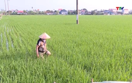 Chủ động phòng trừ sâu, bệnh trên lúa khi thời tiết thay đổi