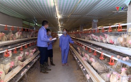 Giá trứng gia cầm giảm mạnh, sức tiêu thụ giảm