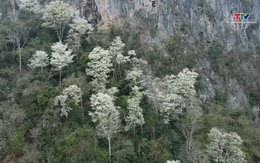 Sắc hoa thàn mát gọi du khách về miền Tây xứ Thanh