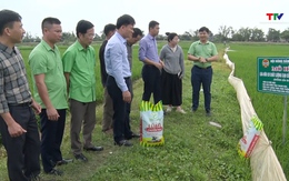Đánh giá mô hình sản xuất lúa hữu cơ chất lượng cao tại phường Tĩnh Gia