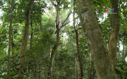 25 triệu người dân Việt Nam đang hưởng lợi từ rừng