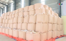 Tăng cường thu mua, tạm trữ lúa gạo