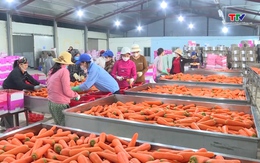 Tăng mạnh doanh nghiệp đầu tư vào nông nghiệp