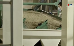 Cà phê bước vào một chu kỳ tăng giá mới đầy biến động