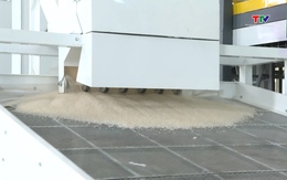 Giá gạo thế giới giảm sâu, doanh nghiệp xuất khẩu Việt Nam chủ động ứng phó