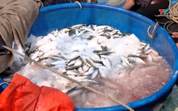 Sản lượng thủy sản toàn tỉnh đạt hơn 43.220 tấn