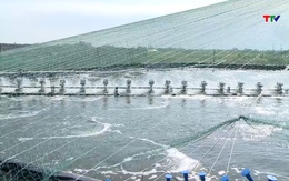 Doanh nghiệp ngành tôm chủ động thích ứng với biến động quốc tế 