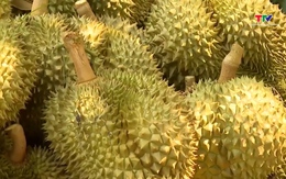 Giá sầu riêng phân hóa mạnh theo từng kho và chất lượng hàng