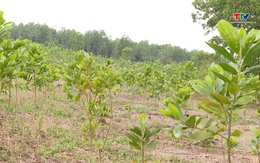 Thanh Hóa có hơn 32.280 ha rừng được cấp chứng chỉ quản lý rừng bền vững