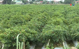 Quản lý mã số vùng trồng nâng cao giá trị nông sản