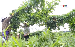 Ngành nông nghiệp thích ứng trước biến động thị trường