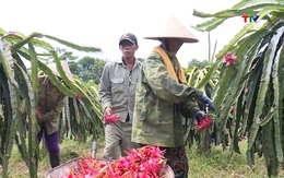 Thanh long xuất khẩu sang EU kiểm soát 30%