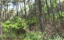 Dự báo và thông tin cấp dự báo cháy rừng từ ngày 31/3 - 04/4/2026