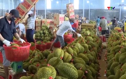 Giá sầu riêng phân hóa mạnh theo từng kho và chất lượng  hàng