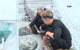 Hiệu quả mô hình nuôi tôm thẻ chân trắng thâm canh công nghệ cao 