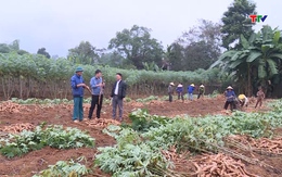 Tập trung chỉ đạo hoàn thành kế hoạch sản xuất vụ Xuân 2026 