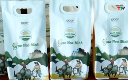 Mở rộng thị trường xuất khẩu gạo