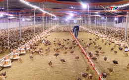 Phát triển chăn nuôi ứng dụng công nghệ cao theo chuỗi giá trị 