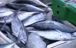 Khai thác thủy sản quý 1/2026 đạt trên 32 nghìn tấn