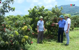 Thanh Hóa: Phát triển nông nghiệp quy mô lớn tại khu vực miền núi