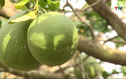 Australia công bố điều kiện nhập khẩu bưởi tươi Việt Nam