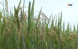 Giá lúa gạo đồng loạt tăng