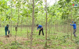 Thanh Hóa đã tiếp nhận từ Quỹ bảo vệ và phát triển rừng Việt Nam trên 198 tỷ đồng