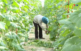 645 Hợp tác xã nông nghiệp tham gia liên kết sản xuất