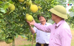 Thanh Hóa đã cấp và duy trì hơn 121 mã số vùng trồng