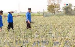 Thanh niên Thiệu Trung chung sức làm giàu trên quê hương